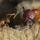 Illustration for article titled Someday Scientists Could Reprogram Carpenter Ants To Do Our Bidding